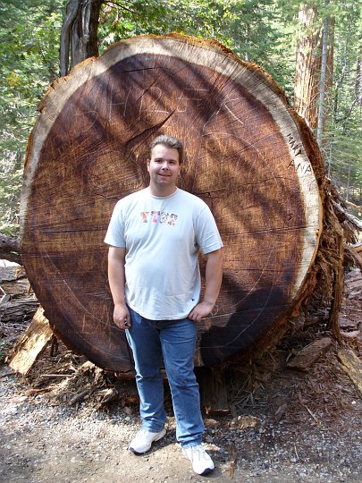 Giant Redwood im Mariposa Grove
