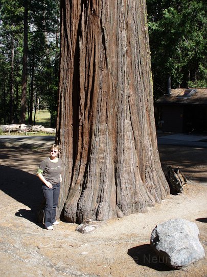 Redwood im Mariposa Grove
